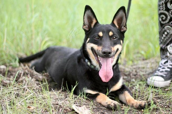 Zjawiskowy nieduży psiak Lisek