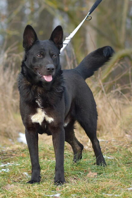 Cola - psiak radosny i energiczny