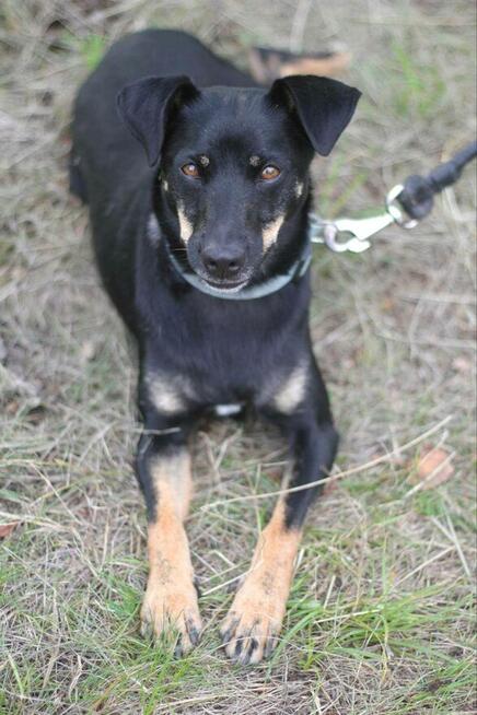 Nieduża urocza Sonia szuka domu!