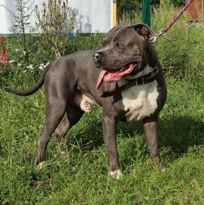 Młody Ares w typie TTB
