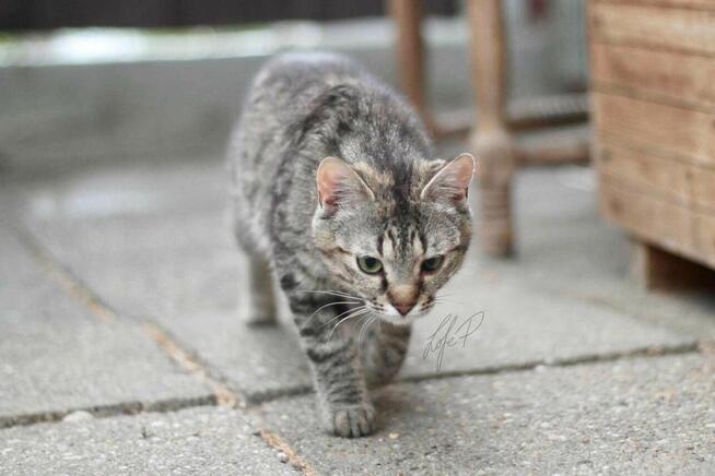 Roczna towarzyska kotka Naomi