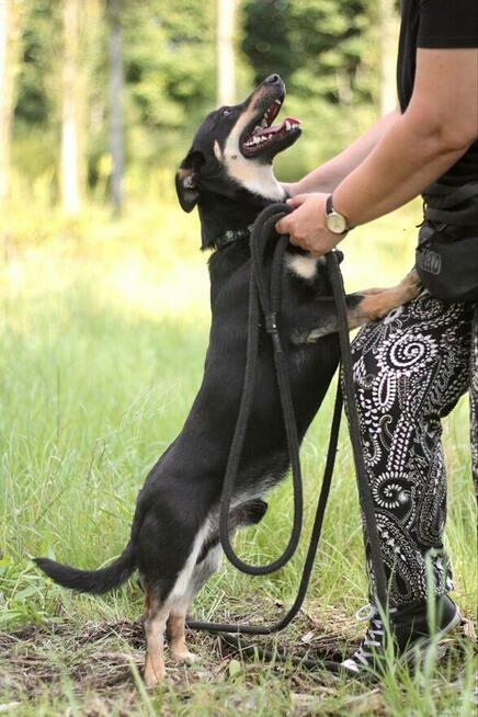 Zjawiskowy nieduży psiak Lisek