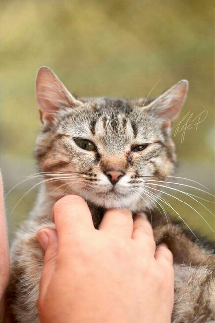 Roczna towarzyska kotka Naomi