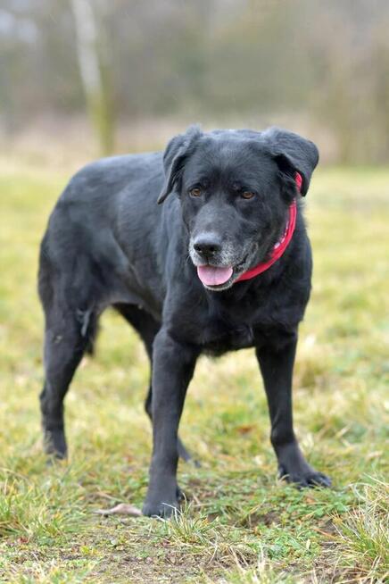 Dejzina - w typie Labrador; dla rodziny z dziećmi i psami