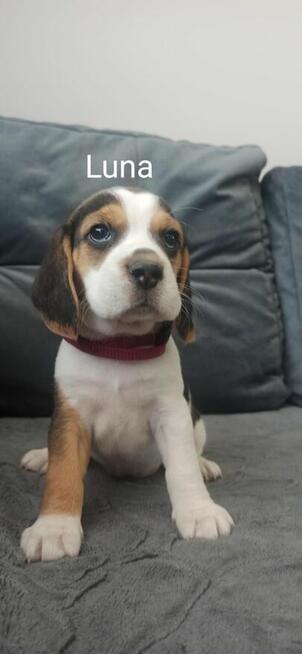 Beagle