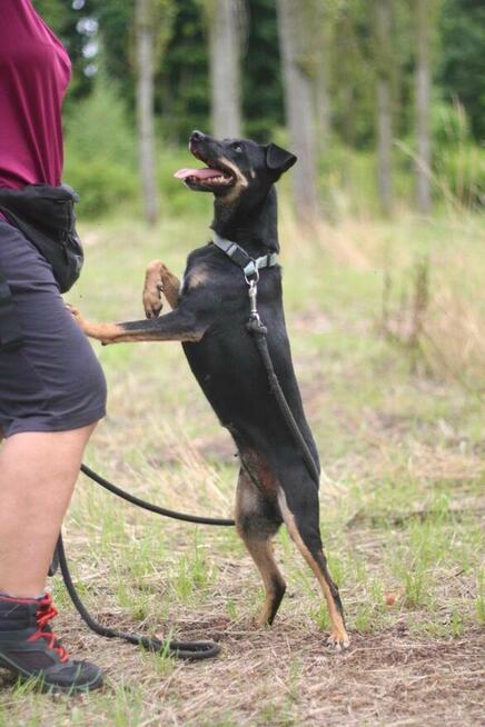 Nieduża urocza Sonia szuka domu!