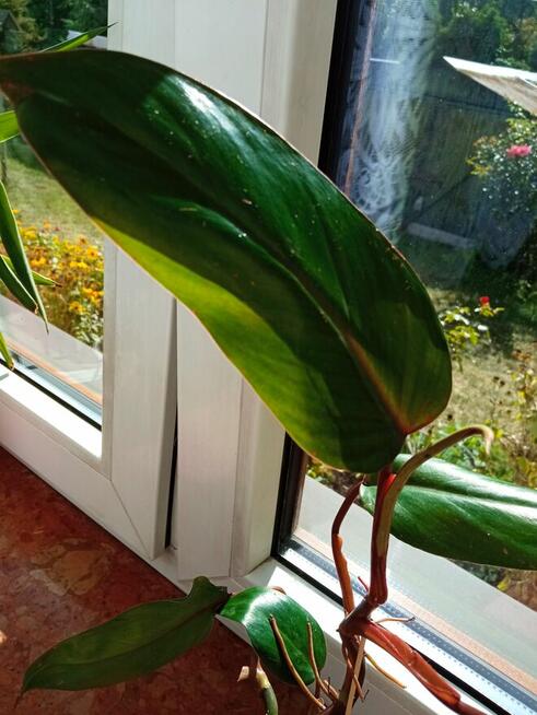 Filodendron, szczawik, fiołek odmianowy i inne