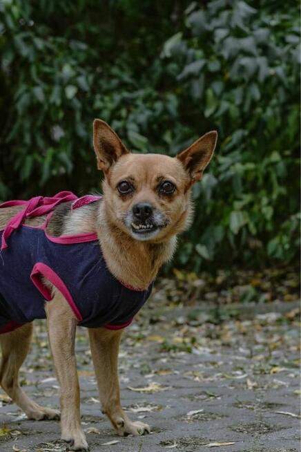 Ruda delikatna suczka czeka na wyrozumiały dom-adopcja