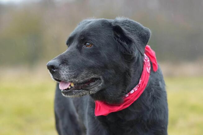 Dejzina - w typie Labrador; dla rodziny z dziećmi i psami