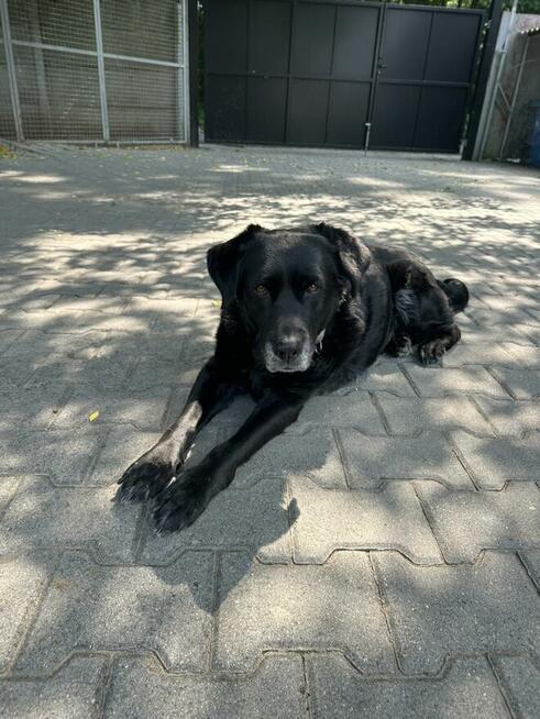 Dejzina - w typie Labrador; dla rodziny z dziećmi i psami