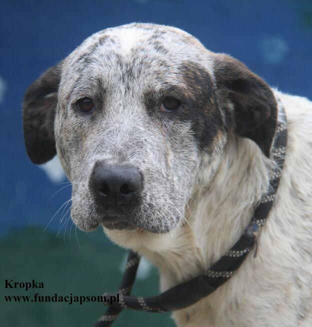 Kropka