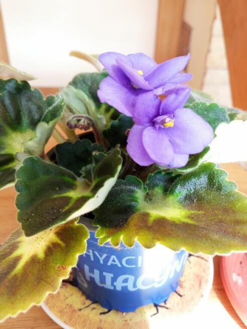 Filodendron, szczawik, fiołek odmianowy i inne