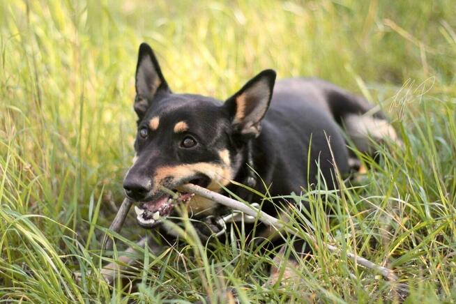 Zjawiskowy nieduży psiak Lisek
