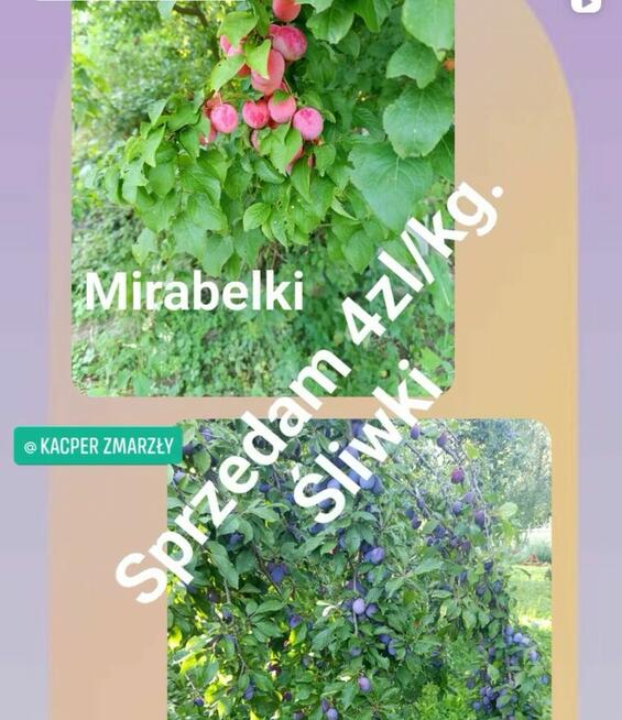 Sprzedam śliwki