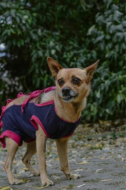 Ruda delikatna suczka czeka na wyrozumiały dom-adopcja