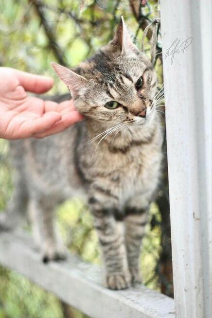 Roczna towarzyska kotka Naomi