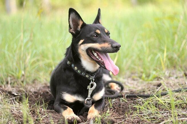 Zjawiskowy nieduży psiak Lisek