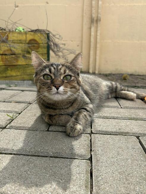 Fantazja - radosna i milusińska, lubi towarzystwo kotów