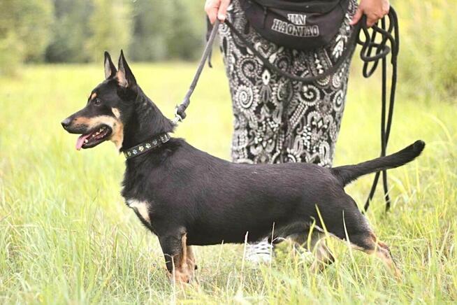 Zjawiskowy nieduży psiak Lisek