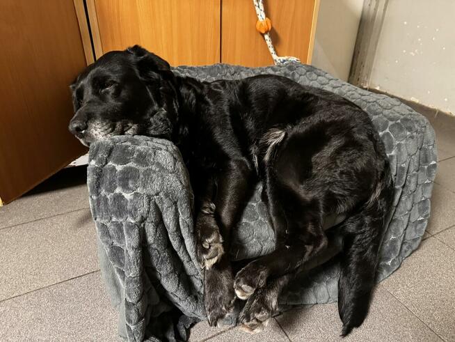 Dejzina - w typie Labrador; dla rodziny z dziećmi i psami