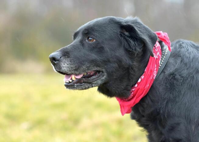 Dejzina - w typie Labrador; dla rodziny z dziećmi i psami