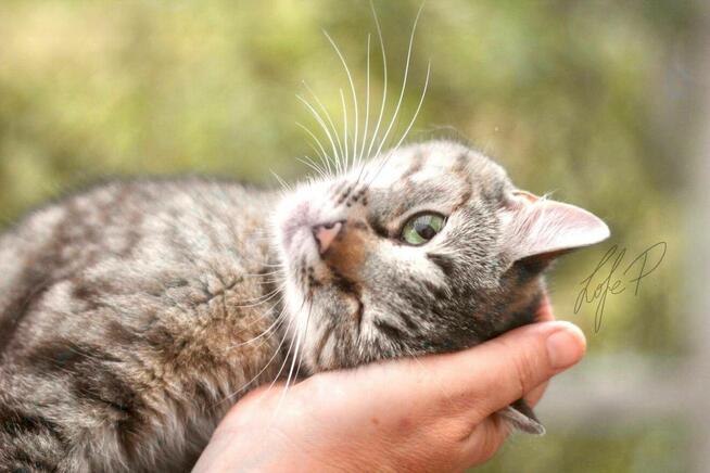 Roczna towarzyska kotka Naomi