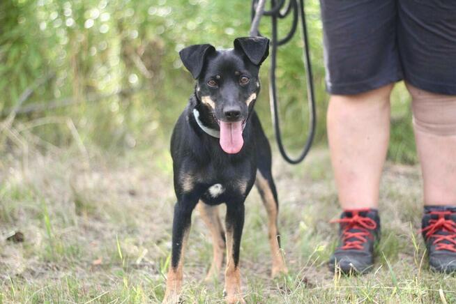 Nieduża urocza Sonia szuka domu!