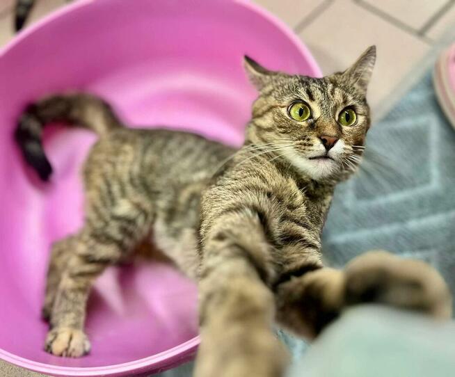 Fantazja - radosna i milusińska, lubi towarzystwo kotów