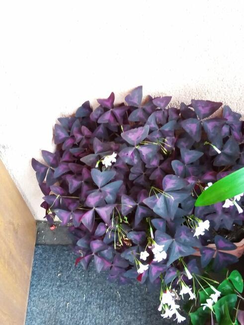 Filodendron, szczawik, fiołek odmianowy i inne