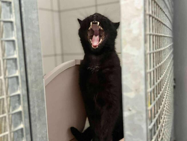 Karmel - młódka energiczna i lubiąca głaskanie po bródce