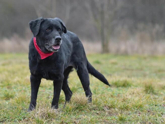 Dejzina - w typie Labrador; dla rodziny z dziećmi i psami