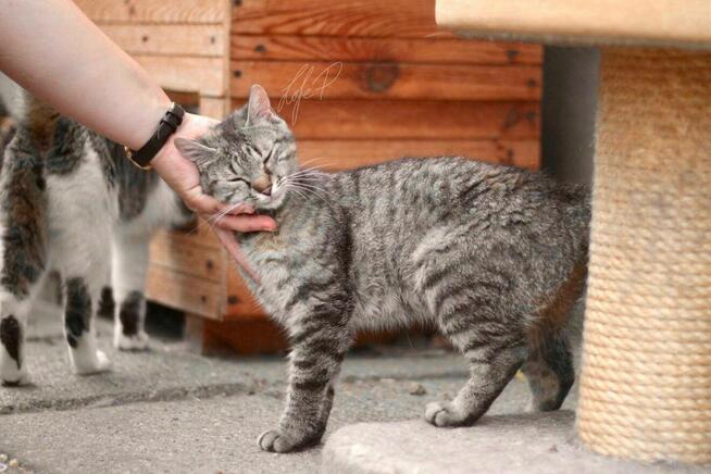 Roczna towarzyska kotka Naomi