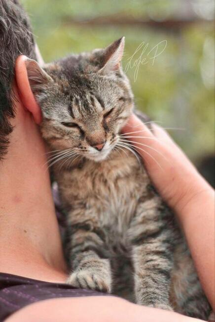 Roczna towarzyska kotka Naomi