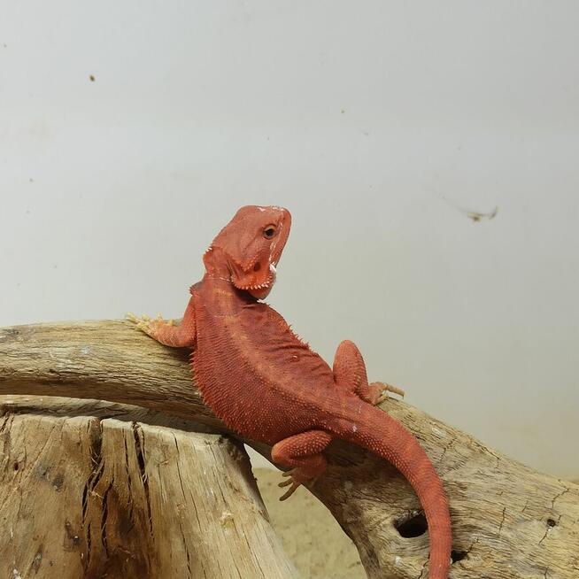 Agama brodata Red / Red Extreme / Red Trans / Red Hypo