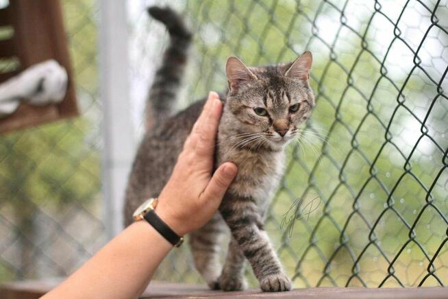 Roczna towarzyska kotka Naomi