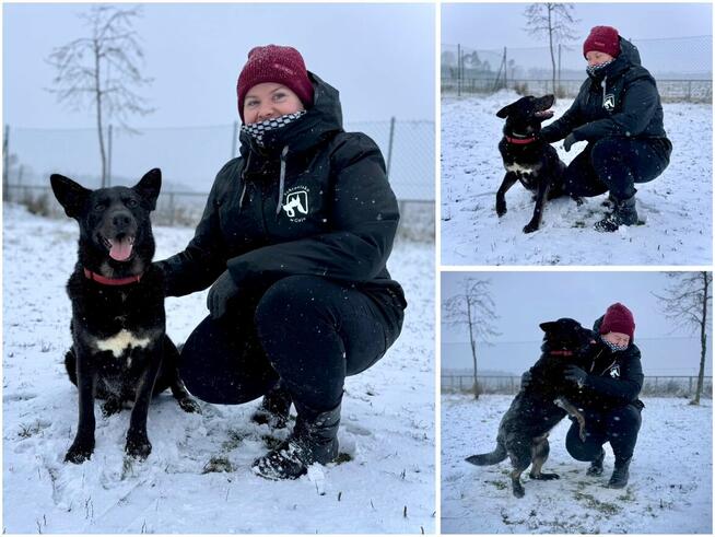 Cola - psiak radosny i energiczny