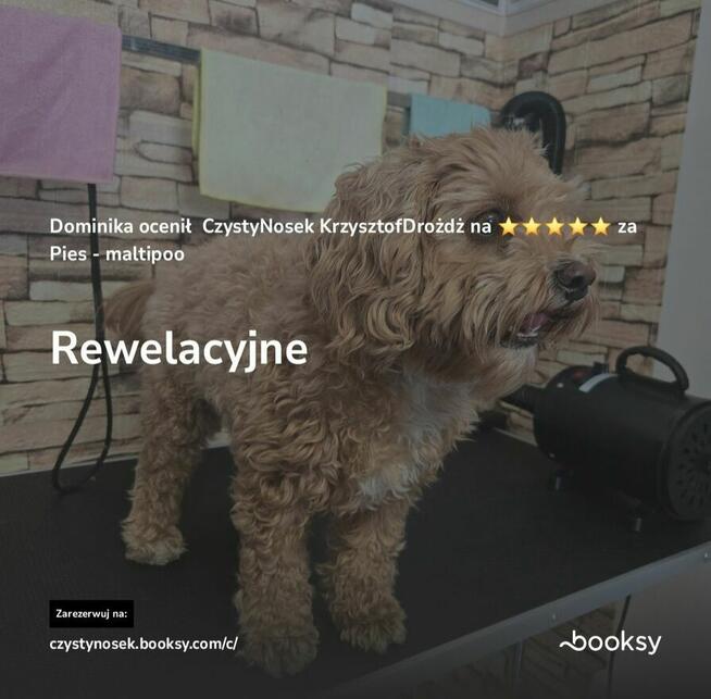 SPA dla psów / kotów