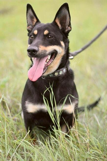 Zjawiskowy nieduży psiak Lisek