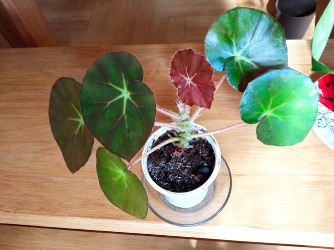 Filodendron, szczawik, fiołek odmianowy i inne