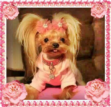 York, Yorkshire Terrier!Elitarne MICRO CUDEŃKA-XXXS dla VIP!