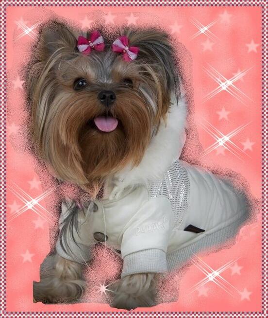 York, Yorkshire Terrier!Elitarne MICRO CUDEŃKA-XXXS dla VIP!