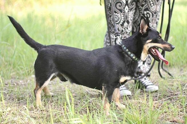 Zjawiskowy nieduży psiak Lisek