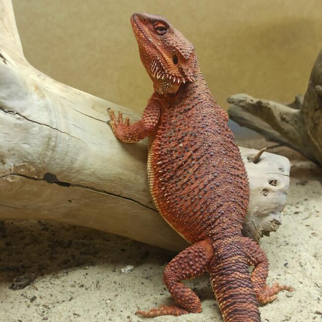 Agama brodata Red Monster