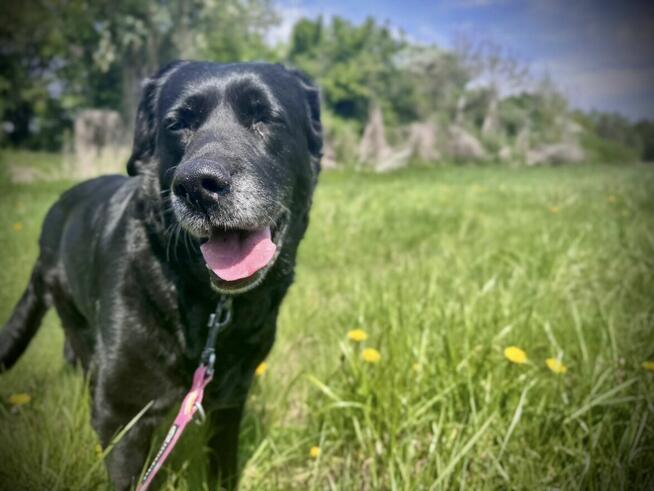 Dejzina - w typie Labrador; dla rodziny z dziećmi i psami