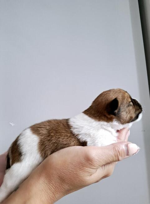 Choco Jack Russel Terrier FCI ZKwP