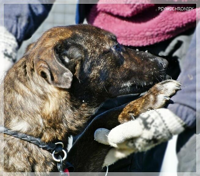Loko – cudowny młodziak tym razem musi znaleźć dom!