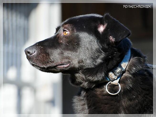 Cudak – entuzjastyczny psijaciel całej rodziny