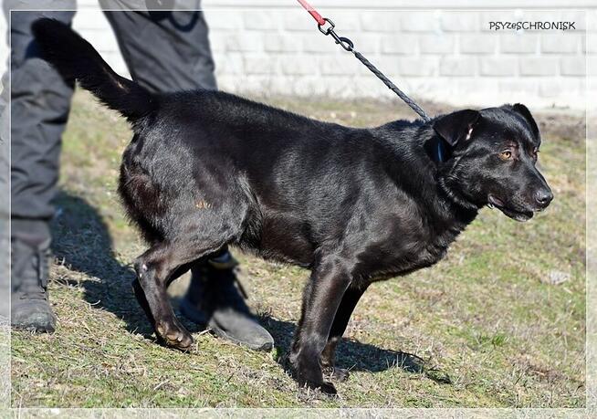 Cudak – entuzjastyczny psijaciel całej rodziny