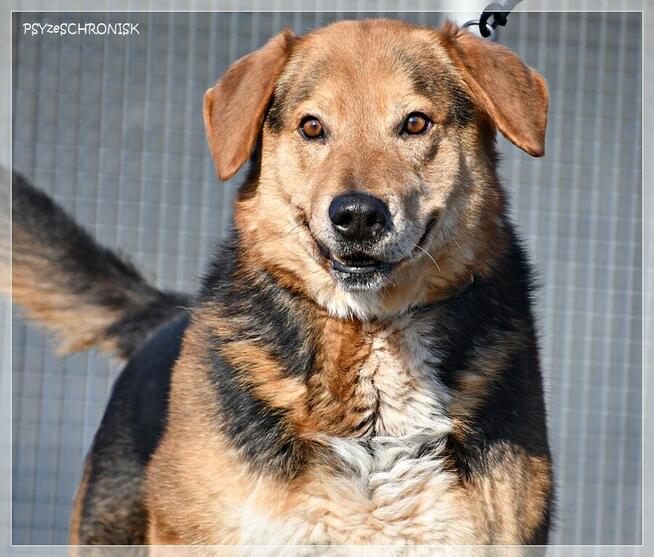 Witek – przy człowieku rozkwita jakby był szczeniakiem