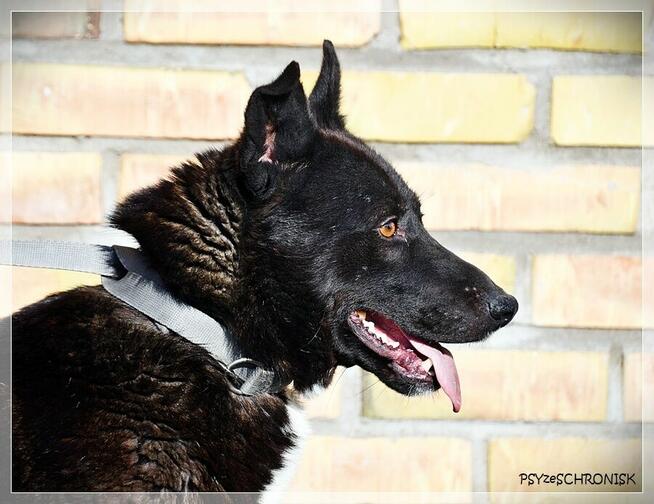 Dorian – bystry, rezolutny „owczarkowaty” przystojniak